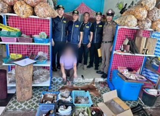 Wildlife trafficking bust in Nakhon Phanom as endangered pelts seized in shop raid