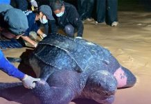 Rare Leatherback Sea Turtle nest found along Thailand’s Andaman coast