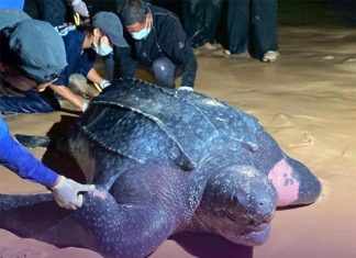 Rare Leatherback Sea Turtle nest found along Thailand’s Andaman coast