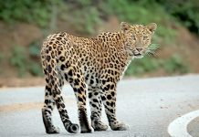 Rare leopard sighting in Kaeng Krachan highlights thriving forest ecosystem