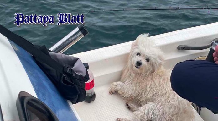 Kleiner Hund überlebt Seetreiben vor Koh Sichang dank dramatischer Rettung durch Fischer