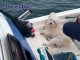 Kleiner Hund überlebt Seetreiben vor Koh Sichang dank dramatischer Rettung durch Fischer