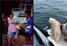 Geretteter Hund nach dramatischem Zwischenfall vor Koh Sichang wieder mit Besitzer vereint