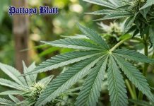 Thailand verschärft Maßnahmen gegen Cannabisschmuggel mit neuer Strafe von 30.000 Baht pro Kilogramm
