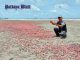 Millionen rosafarbener Seegurken an Strand von Rayong angespült