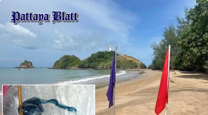 Hochgiftige Portugiesische Galeeren in Krabi entdeckt – Strände für Schwimmer gesperrt