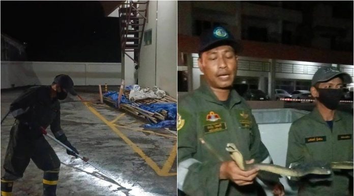 Cobra-Alarm in Pattaya endet mit Überraschung – Gefährliche Schlange entpuppt sich als Gummispielzeug