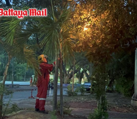 Pattaya firefighters safely remove wasp nest at local school
