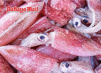 Squid isn’t a fish so why do we call it one and what exactly are they?