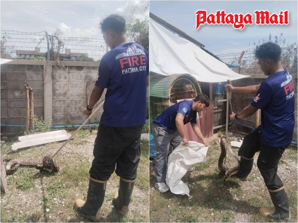 Pattaya fire rescue captures 2-meter python behind Mega Home in Khao Talo