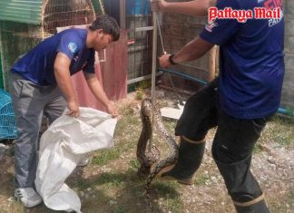 Two-meter python creates panic before dramatic capture in Pattaya