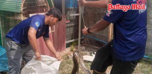 Two-meter python creates panic before dramatic capture in Pattaya
