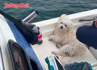 Fisherman rescues exhausted dog fighting for life at sea