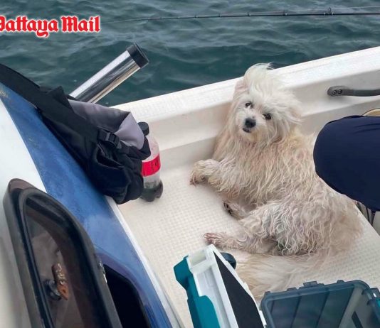Fisherman rescues exhausted dog fighting for life at sea