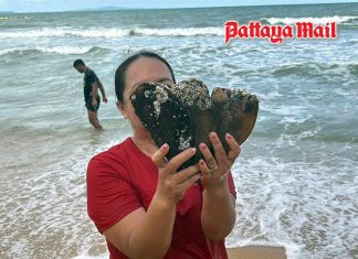 Massive shellfish haul as waves wash mussels and clams ashore at Jomtien Beach