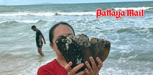 Massive shellfish haul as waves wash mussels and clams ashore at Jomtien Beach