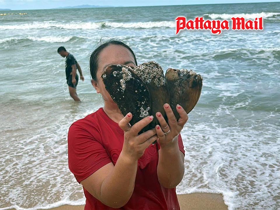 Massive shellfish haul as waves wash mussels and clams ashore at Jomtien Beach