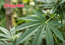 Thailand targets cannabis traffickers with new 30,000-baht-per-kilo penalty