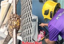Pattaya firefighters remove beehive and wasp nest from condo and home