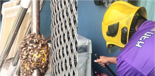 Pattaya firefighters remove beehive and wasp nest from condo and home