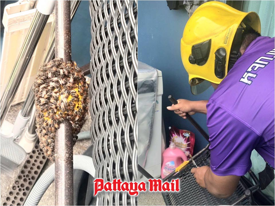 Pattaya firefighters remove beehive and wasp nest from condo and home
