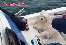 Маленькая собака выжила после дрейфа в море у Ко Си Чанг благодаря драматическому спасению рыбака