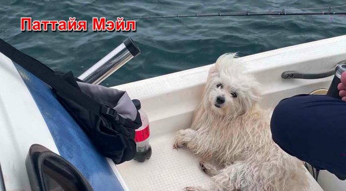 Маленькая собака выжила после дрейфа в море у Ко Си Чанг благодаря драматическому спасению рыбака
