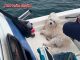 Маленькая собака выжила после дрейфа в море у Ко Си Чанг благодаря драматическому спасению рыбака