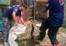 Пожарно-спасательная служба Паттайи поймала 2-метрового питона за Mega Home в Кхао Тало