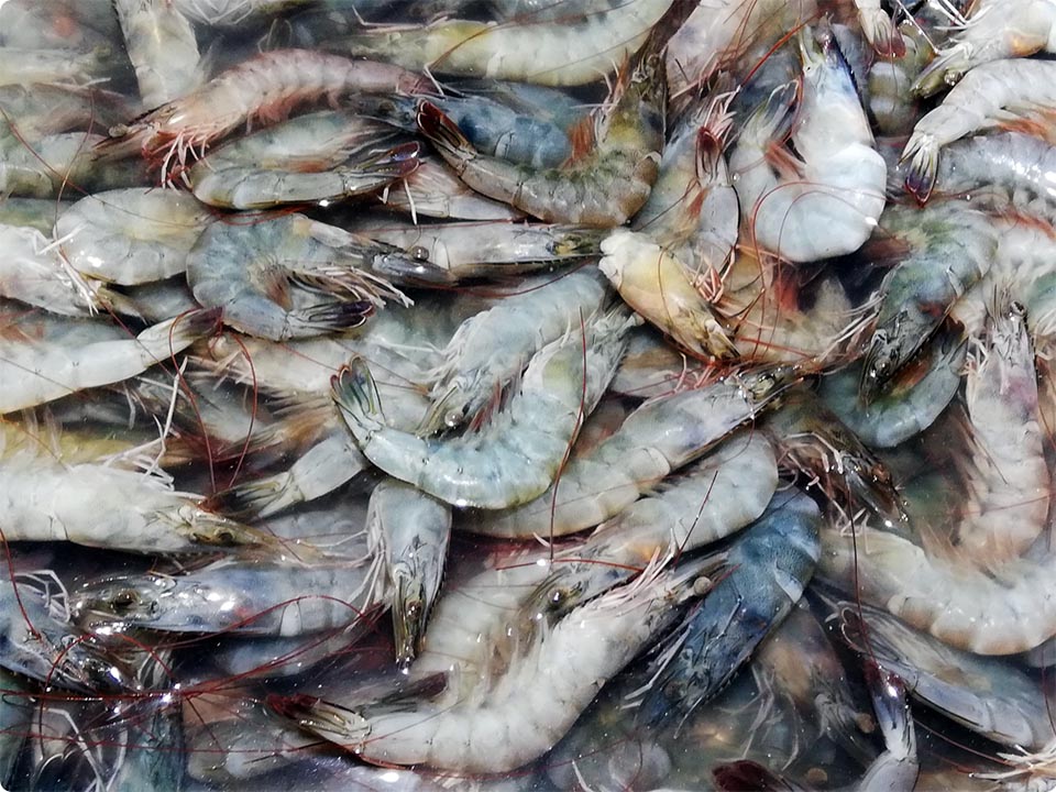 Thailand scrambles to support shrimp farmers after Malaysia import ban