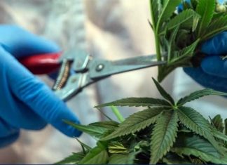 Stricter cannabis controls rolled out across Thailand