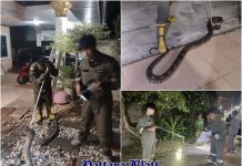 Bewohner in Pattaya alarmiert – Schlangen tauchen in Wohnhäusern und Strand-Eigentumswohnungen auf