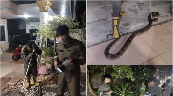 Bewohner in Pattaya alarmiert – Schlangen tauchen in Wohnhäusern und Strand-Eigentumswohnungen auf