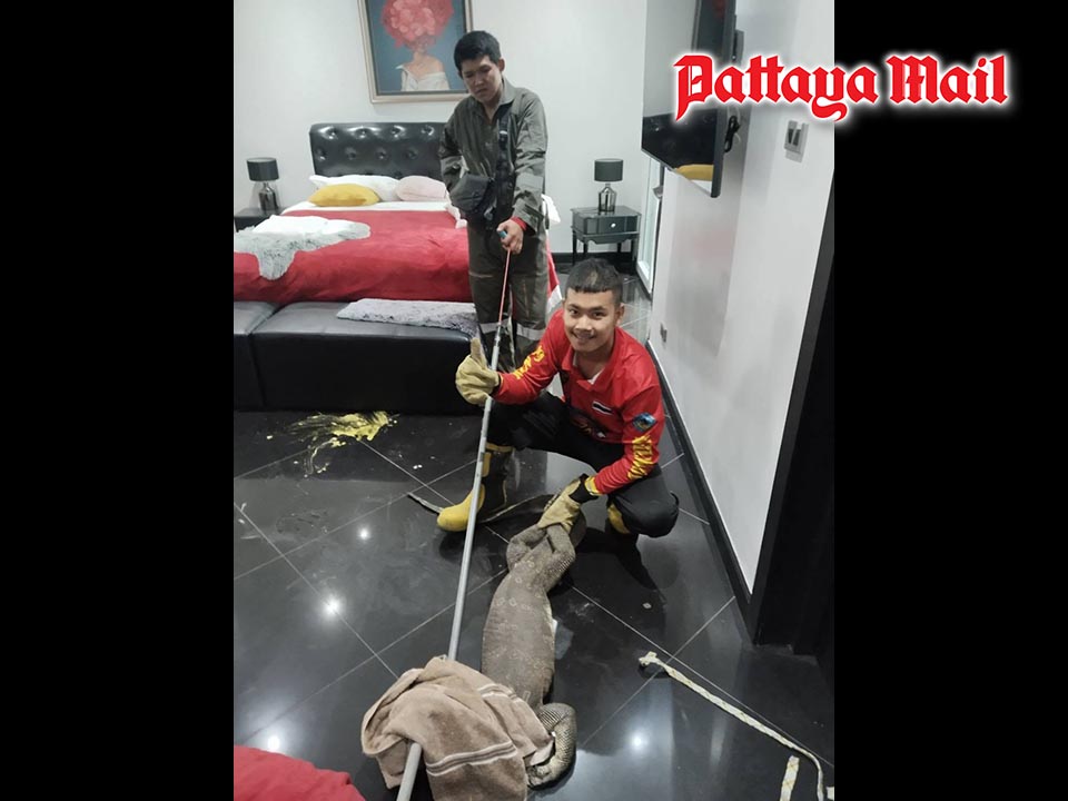 Large monitor lizard found inside Jomtien bedroom before firefighters remove it safely
