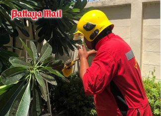 Pattaya firefighters warn of hidden dangers lurking in home trees