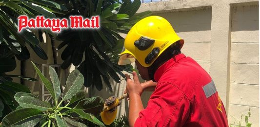 Pattaya firefighters warn of hidden dangers lurking in home trees
