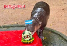 Khao Kheow Zoo’s Moo Deng makes World Cup 2026 final prediction