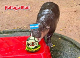 Khao Kheow Zoo’s Moo Deng makes World Cup 2026 final prediction