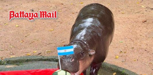 Khao Kheow Zoo’s Moo Deng makes World Cup 2026 final prediction