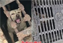 Dog’s cry for help leads to dramatic Pattaya drain rescue