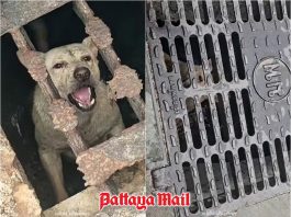 Dog’s cry for help leads to dramatic Pattaya drain rescue