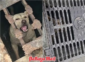 Dog’s cry for help leads to dramatic Pattaya drain rescue