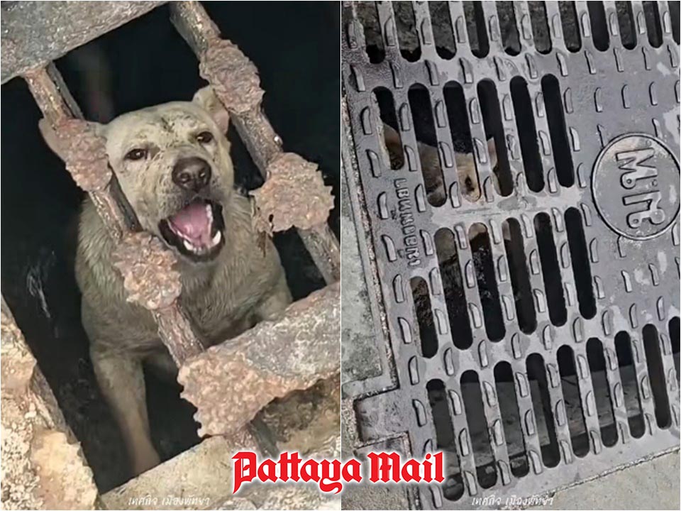 Dog’s cry for help leads to dramatic Pattaya drain rescue