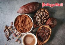 The ‘food of the gods’ returns as cocoa gains attention for ageing research