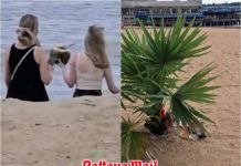Russian tourists apologize after taking coconut from spirit offering on Pattaya Beach