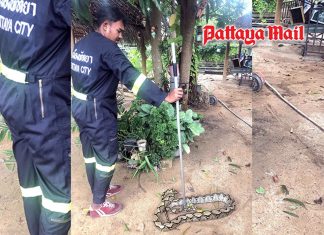 Huge python removed from Pattaya home garden