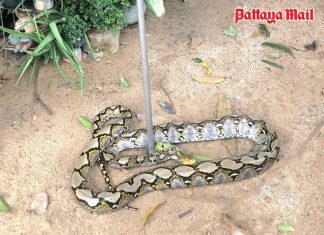 Huge python removed from Pattaya home garden