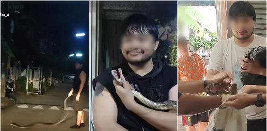 Drunk man wakes up to 4-metre snake he brought home without remembering