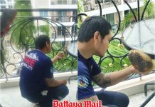 Pattaya cautions residents on bee hive dangers as they spread to condos