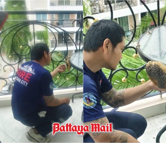 Pattaya cautions residents on bee hive dangers as they spread to condos